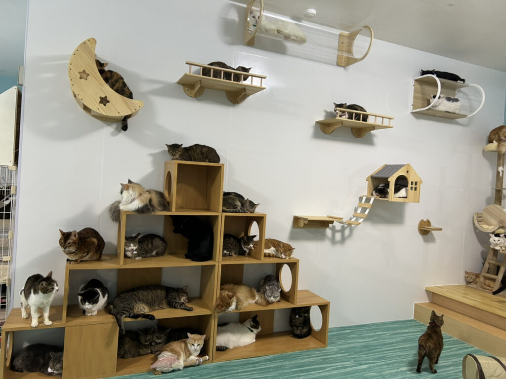 ぷここん家の店内。キャットウォークでくつろぐ保護猫たち