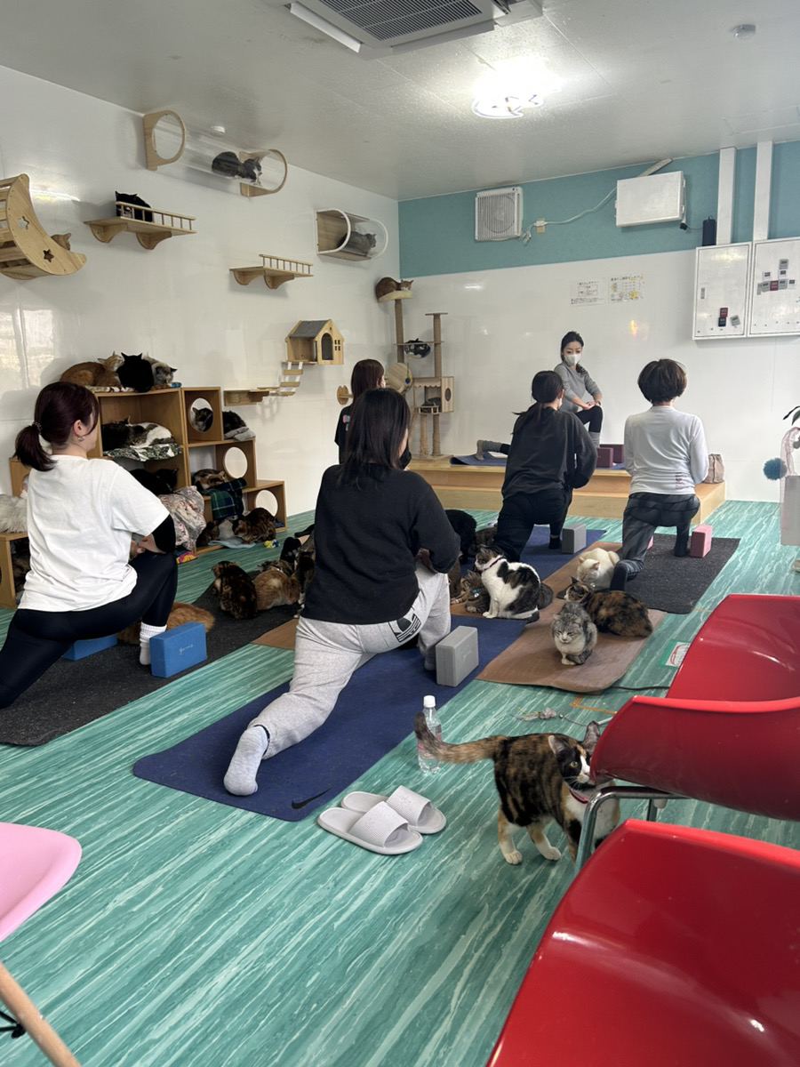 ぷここん家の猫ヨガの様子