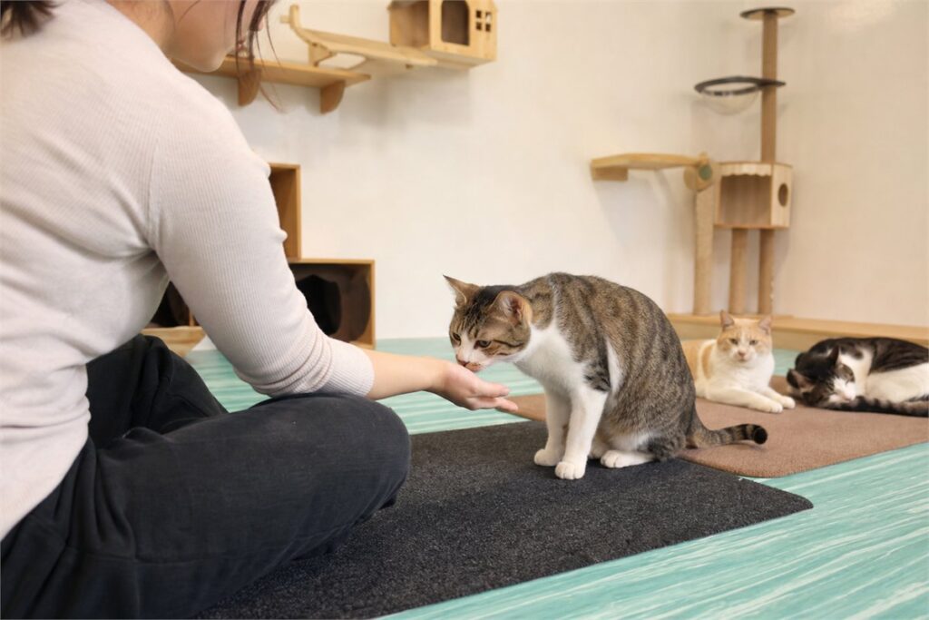 保護猫カフェで猫と手を合わせてふれあう様子