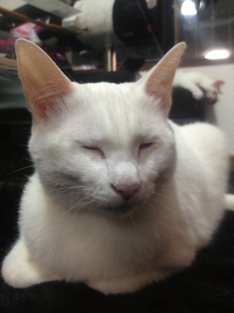 脱走から帰ってきて眠る白猫のしろ子