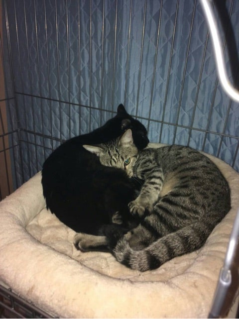 トライアル先のケージで寄り添う2匹の猫ベンベンとカフカ